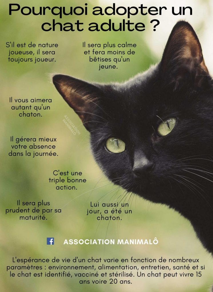 chat adulte